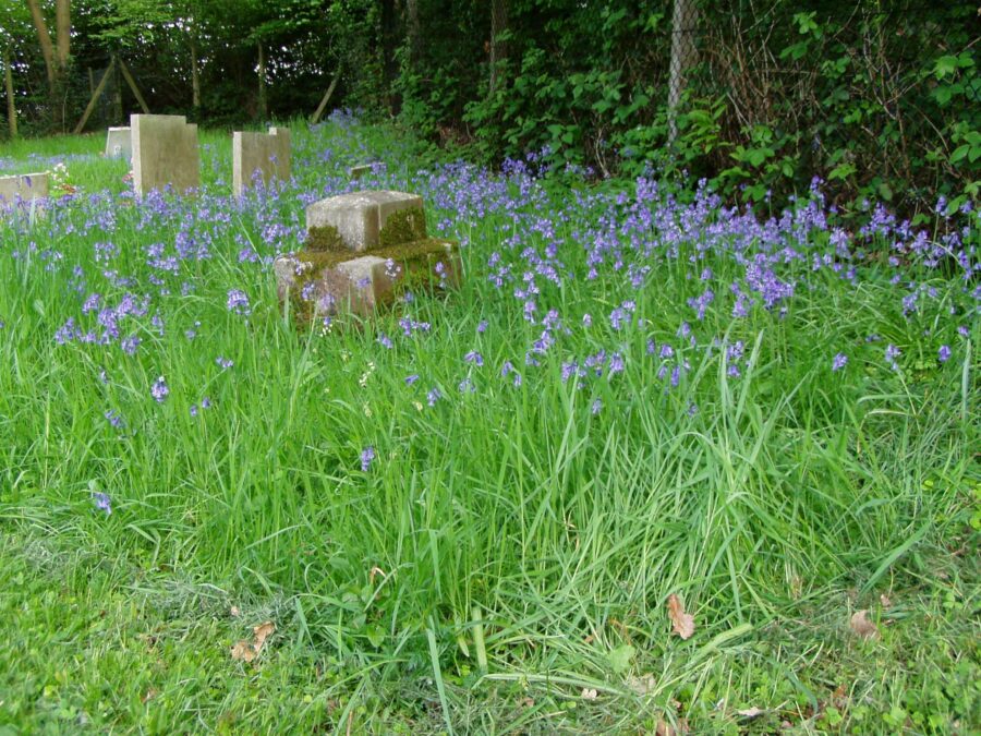 Wildflowers in cemetery