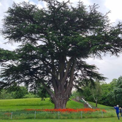 North Lake Tree