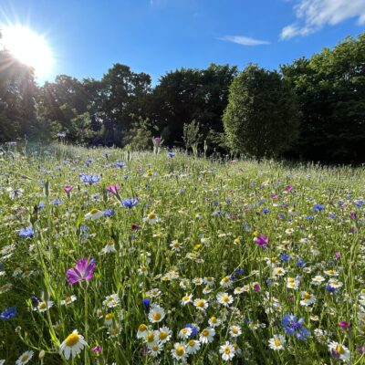 Wildflower Meadow