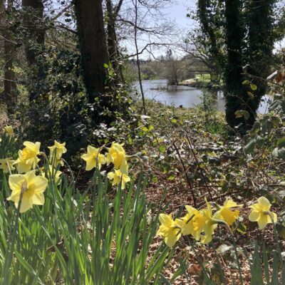 North Lake Daffodils