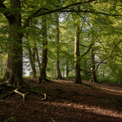 North Lake Trees Iain Brownston